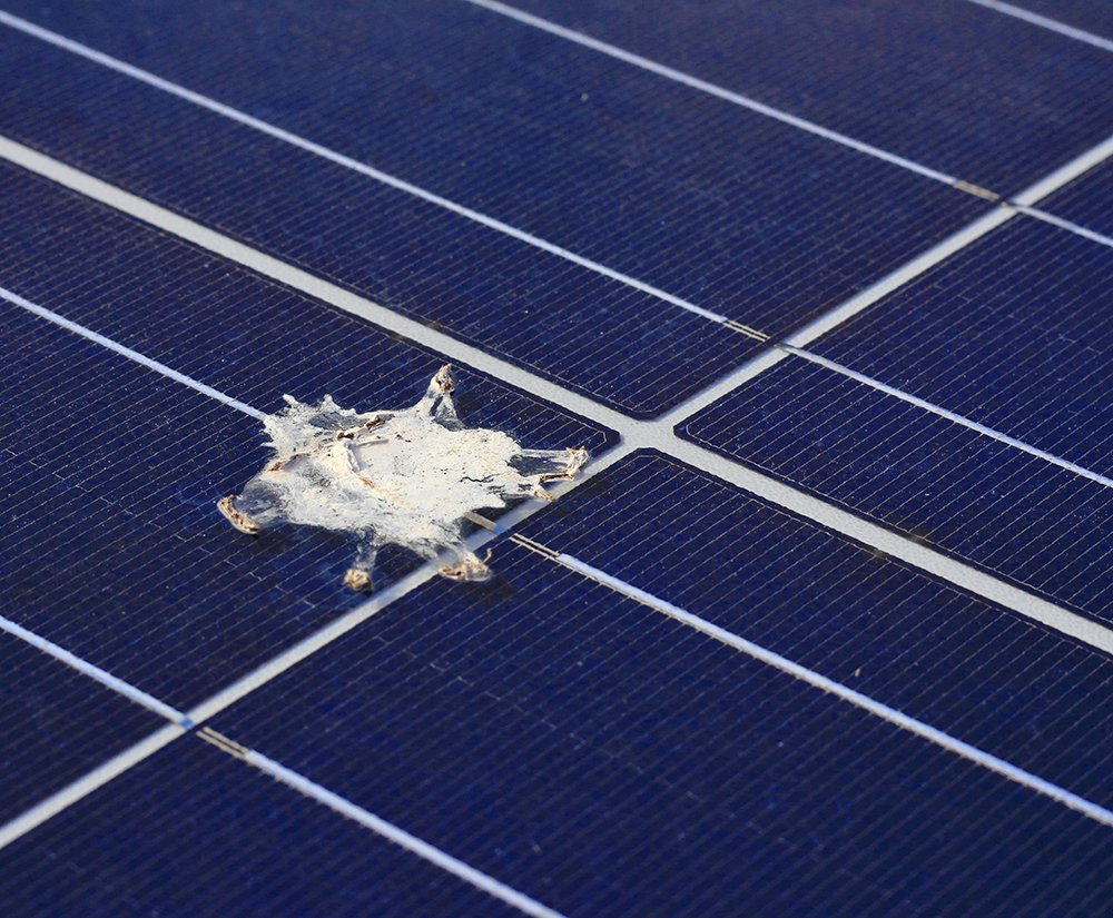 Protect Your Solar Array From Bird Droppoings